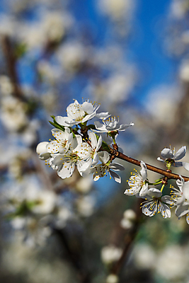 포토 JPG 해외이미지 나무 식물 계절 꽃잎 꽃 분홍색 자연 하늘 사람없음 파란색 뷰티 정원 봄 벚꽃 흰색 나뭇가지 개화 체리 사과 해외202309 해외포토 컬러 과일 생태계 파일형식