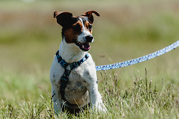 포토 JPG 해외이미지 동물 공원 행복 스포츠 셔츠 밭 포유류 모션 자연 놀이 건강 사람없음 야외 초록색 달리기 햇빛 뷰티 우주 정원 맑음 점프 검은색 경쟁 에너지 레이싱 잡기 개 유혹 강의 테리어 속도 호기심 사냥 사냥개 섬광 순간 순혈 해외202309 해외포토 공공시설 감정 컬러 컨셉 상의 농업 날씨 시합 태양 생태계 파일형식