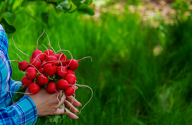 포토 JPG 해외이미지 식물 손 배너 음식 컬러 백그라운드 농업 다이어트 채소 과일 자연 양파 감자 건강 관리 사람 사람없음 빨간색 초록색 농작물 상자 농장 바구니 정원 수확 성장 시골 신선 잡기 농부 수집 유기농 원예 날것 후추 내추럴 숙성 원예사 채식주의자 카피스페이스 해외202309 해외포토 직업 웰빙 산업 모션 취미 신체부위 공백 향신료 생태계 채식 파일형식