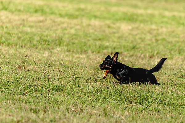 포토 JPG 해외이미지 동물 1 공원 감정 스포츠 밭 모션 놀이 건강 사람없음 야외 초록색 여름 반려동물 달리기 뷰티 걷기 정원 점프 경쟁 에너지 가을 게임 시골 레이싱 잡기 개 유혹 속도 사냥 송곳니 기르기 전력질주 챔피언 순혈 해외202309 해외포토 계절 공공시설 컬러 컨셉 농업 포유류 시합 치아 돌봄 파일형식