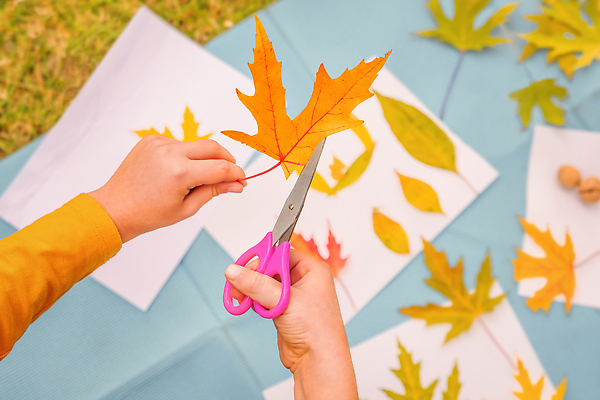 포토 JPG 해외이미지 손 계절 공원 교육 종이 어린이 잎 교실 학교 자연 놀이 수업 건조 미술 취미 사람없음 야외 장식 학습 스터디 유치원 게임 작업실 어플리케이션 떨어짐 자르기 만들기 예술가 모음 DIY 개발 접착제 프로젝트 핸드메이드 해외202309 해외포토 식물 공공시설 컨셉 모션 문화예술 사람 한글 신체부위 풀_접착제 생태계 파일형식