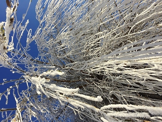 포토 JPG 해외이미지 나무 배너 계절 공원 도로 여행 백그라운드 크리스마스 겨울 교통시설 자연 날씨 풍경 사람없음 야외 목재 빛 반짝임 뷰티 환경 정원 냉동 얼음 침묵 추위 나뭇가지 축하 은색 저녁 숲 12월 서리 북쪽 상록수 1월 내추럴 방법 눈내림 겨울풍경 해외202309 해외포토 자연요소 식물 공공시설 기념일 길 컬러 교통 컨셉 재료 모션 눈_날씨 소리 날짜 야간 방향 시설 생태계 파일형식