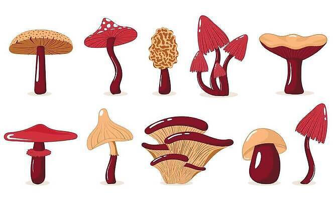 EPS 해외이미지 선 음식 조각 채소 일러스트 재료 자연 건강 요리 세트 갈색 버섯 흰색 신선 숲 자르기 먹기 바이올린 묘사 오브젝트 유기농 내추럴 고립 곰팡이 그물버섯 환각 히피 벡터 비건 해외202309 해외일러스트 웰빙 컬러 모션 현악기 생태계 증상 채식주의자 파일형식