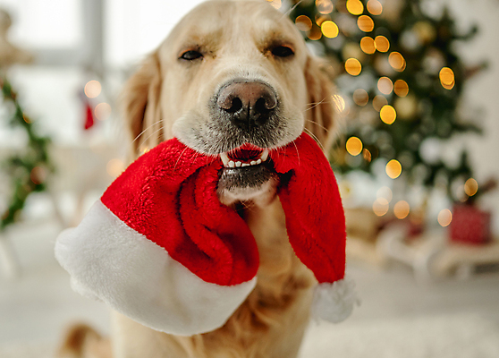 포토 JPG 해외이미지 크리스마스 겨울 산타모자 사람없음 크리스마스트리 추위 골든리트리버 강아지 보케 해외202309 해외포토 모자_잡화 계절 기념일 반려동물 개 리트리버 파일형식