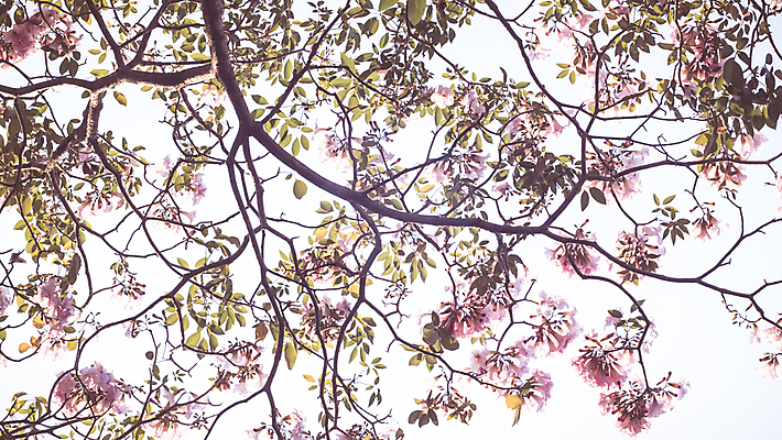 포토 JPG 해외이미지 나무 식물 커플 계절 꽃잎 꽃 분홍색 컬러 결혼 백그라운드 꽃무늬 자연 하늘 발렌타인데이 선물 사랑 사람없음 빛 뷰티 정원 일본 봄 낭만 벚꽃 흰색 나뭇가지 신선 생일 개화 체리 닫기 엽서 아로마 내추럴 작약 파스텔톤 스타일 해외202309 해외포토 기념일 감정 아시아 컨셉 무늬 과일 관계 모션 데이이벤트 이벤트 편지 생태계 파일형식