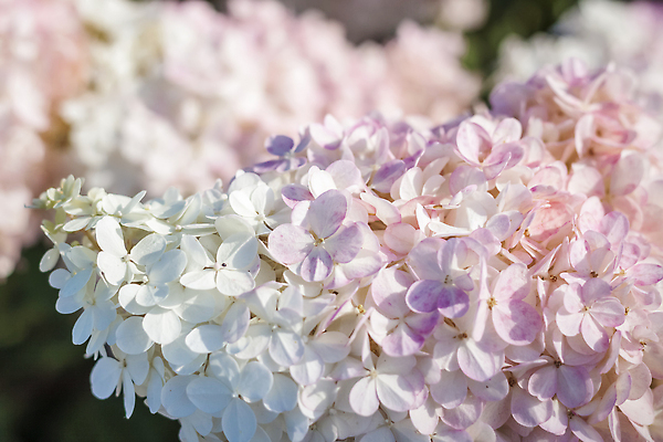 포토 JPG 해외이미지 식물 계절 공원 꽃잎 꽃 분홍색 컬러 꽃무늬 패턴 농업 벽지 휴가 사람없음 야외 장식 빨간색 햇빛 뷰티 노란색 환경 정원 보라색 성장 흰색 인사 개화 관목 복고 초대 화단 내추럴 파스텔톤 해외202309 해외포토 나무 공공시설 산업 무늬 태양 예절 파일형식