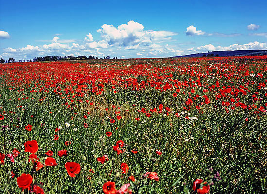 포토 JPG 해외이미지 나무 식물 구름 꽃 밭 자연 하늘 사람없음 개화 양귀비 해외202309 해외포토 자연요소 농업 생태계 파일형식