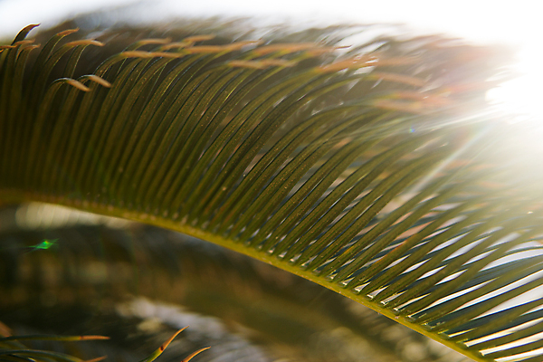 포토 JPG 해외이미지 나무 식물 백그라운드 잎 패턴 자연 추상 손바닥 사람없음 야외 초록색 컬러풀 야자수 정원 줄무늬 신선 부채 숲 열대우림 생태계 질감 문학 내추럴 엘리먼트 그리너리 해외202309 해외포토 손 컬러 무늬 파일형식 트랜드컬러