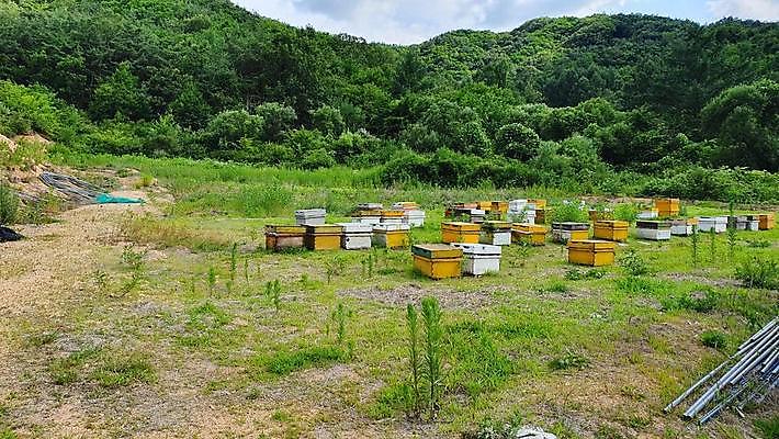 포토 JPG 해외이미지 나무 곤충 자연 사람없음 양봉장 해외202309 해외포토 식물 동물 생태계 파일형식
