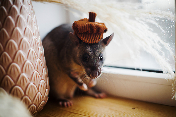 포토 JPG 해외이미지 동물 디자인 야생동물 여행 백그라운드 창문 포유류 아프리카 생물 수염 주택 종류 사람없음 내부 장식 반려동물 놀람 방 회색 덮개 도움 고급 야간 쥐 설치류 큼 꼬리 냄새 거인 보닛 캡모자 탐지 특별함 해외202309 해외포토 자연요소 모자_잡화 감정 나라 컬러 컨셉 자동차 표정 건물 뚜껑 크기 파일형식