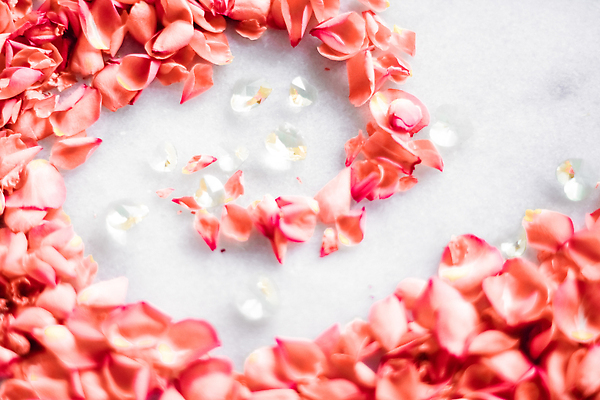 포토 JPG 해외이미지 꽃잎 백그라운드 곡선 사람없음 장미 카피스페이스 코랄 해외202309 해외포토 꽃 선 컬러 공백 파일형식