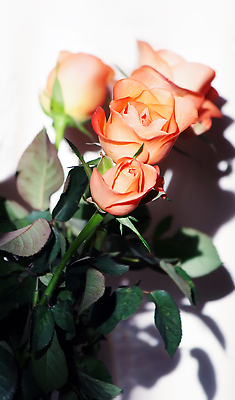 포토 JPG 해외이미지 식물 꽃잎 꽃 분홍색 컬러 꽃다발 백그라운드 꽃무늬 자연 벽지 하늘 휴가 발렌타인데이 사랑 풍경 사람없음 장식 여름 빛 컬러풀 뷰티 장미 정원 봄 벚꽃 흰색 나뭇가지 축하 신선 개화 실크 크림 열정 공상 내추럴 해외202309 해외포토 나무 계절 감정 컨셉 무늬 데이이벤트 직물 생태계 파일형식