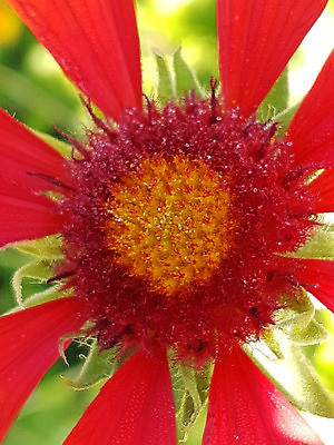 포토 JPG 해외이미지 식물 꽃잎 꽃 컬러 백그라운드 잎 꽃무늬 아침 국화 사람없음 야외 그래픽 빨간색 초록색 컬러풀 뷰티 노란색 정원 봄 원형 개화 닫기 그림 원예 내추럴 해외202309 해외포토 주간 도형 계절 무늬 모션 취미 파일형식