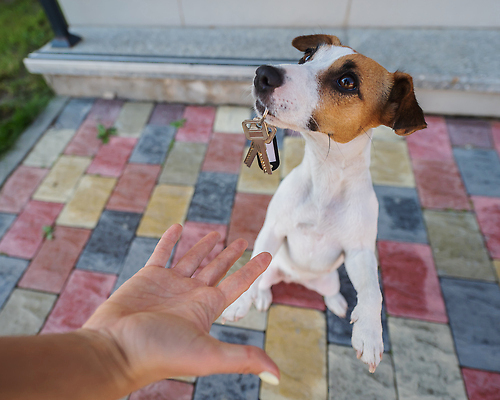 포토 JPG 해외이미지 동물 손 포유류 성공 열쇠 주택 사람없음 야외 친구 반려동물 세일 잡기 도움 입 가르침 기다림 개 구매 작음 중개인 고객 스마트 주기 투자 주인 발견 송곳니 대출 기르기 렌탈 복종 유래 집주인 총구 순혈 해외202309 해외포토 직업 교육 컨셉 비즈니스 관계 모션 건물 신체부위 금융 쇼핑 치아 크기 돌봄 파일형식