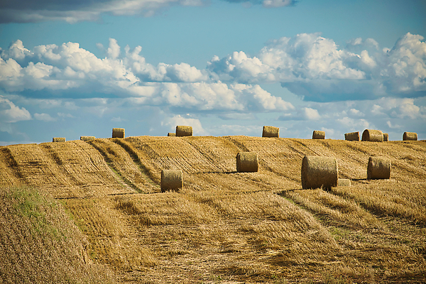 포토 JPG 해외이미지 식물 계절 산업 음식 백그라운드 밭 농업 자연 하늘 건조 옥수수 사람없음 초록색 파란색 농작물 태양 농장 농경지 노란색 수확 시골 원형 황금 볏짚 낟알 땅 시리얼 밀 보리 롤 뭉치 밀짚 내추럴 밭일 호밀 해외202309 해외포토 자연요소 도형 컬러 곡류 짚 생태계 파일형식