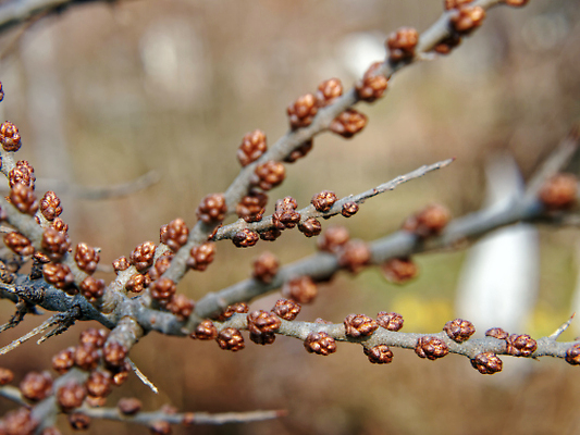 포토 JPG 해외이미지 나무 식물 계절 공원 꽃 줄기 컬러 백그라운드 잎 꽃무늬 농업 자연 하늘 새로움 사람없음 야외 초록색 파란색 뷰티 새싹 환경 정원 봄 성장 벚꽃 흰색 나뭇가지 신선 개화 숲 유기농 원예 내추럴 생태학 해외202309 해외포토 웰빙 공공시설 교육 산업 컨셉 무늬 취미 생태계 파일형식