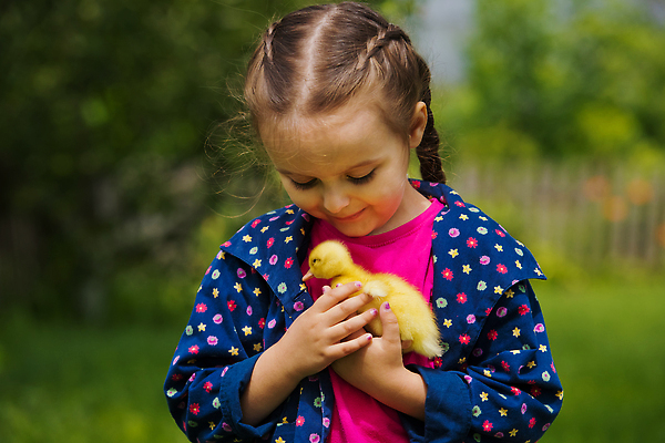 포토 JPG 해외이미지 동물 백인 라이프스타일 손 여자 행복 어린이 백그라운드 컨셉 자연 놀이 조류 오리 한명 야외 초록색 반려동물 뷰티 노란색 정원 표현 잡기 작음 부드러움 조심 솜털 해외202309 해외포토 서양인 1 감정 컬러 모션 사람 생활 신체부위 감각 크기 생태계 파일형식