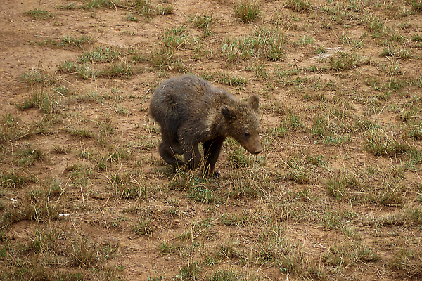 포토 JPG 해외이미지 응시 남자 감정 야생동물 어린이 여행 곰 포유류 관계 포옹 엄마 휴식 털 함께함 사랑 앉기 사람없음 앞모습 머리 걷기 귀여움 힘 침묵 입 행운 황무지 보호 위험 큼 형제 육식동물 북쪽 멸종 서식지 알래스카 동물상 서쪽 원정 힘찬 해외202309 해외포토 동물 시선 뷰포인트 컨셉 가족 안기 모션 사람 신체부위 조형물 미국 소리 크기 방향 파일형식