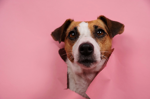 포토 JPG 해외이미지 한마리 사람없음 강아지 찢어짐 잭러셀테리어 분홍색배경 나오기 해외202309 해외포토 1 분홍색 백그라운드 모션 반려동물 개 테리어 파일형식