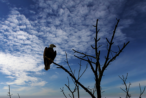 포토 JPG 해외이미지 나무 동물 1 실루엣 야생동물 음식 날개 자연 조류 하늘 어류 앉기 사람없음 파란색 환경 검은색 봄 자유 흰색 나뭇가지 고독 숲 먹이 깃털 싱글 부리 독수리 육식동물 대머리 까마귀 혼자 해외202309 해외포토 식물 헤어스타일 계절 감정 컬러 컨셉 모션 촬영기법 수중동물 생태계 파일형식