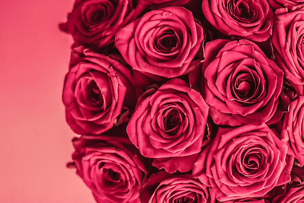 포토 JPG 해외이미지 분홍색 꽃다발 근접촬영 사람없음 장미 로맨틱 해외202309 해외포토 꽃 뷰포인트 컬러 컨셉 파일형식