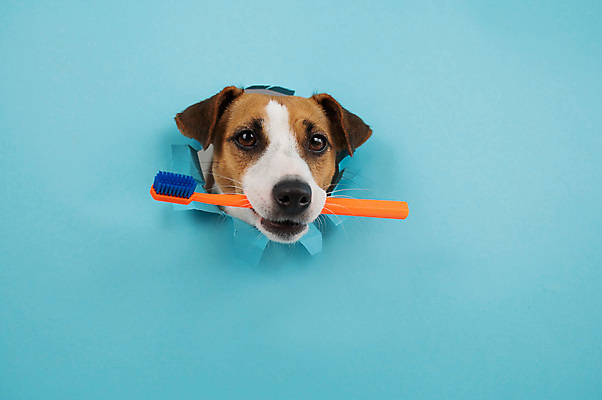 포토 JPG 해외이미지 사람없음 파란색 반려동물 구멍 개 칫솔 잭러셀테리어 해외202309 해외포토 동물 컬러 포유류 위생용품 테리어 파일형식