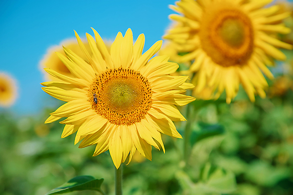 포토 JPG 해외이미지 백그라운드 꽃밭 하늘 해바라기 사람없음 노란색 활발 해외202309 해외포토 꽃 컬러 컨셉 파일형식