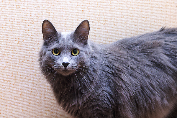 포토 JPG 해외이미지 동물 1 응시 시선 얼굴 백그라운드 포유류 털 실내 사람없음 반려동물 뷰티 머리 검은색 고양이 줄무늬 회색 분노 흰색 닫기 큼 모피 호기심 코 솜털 경보 고립 공격적 기르기 심각 순혈 해외202309 해외포토 감정 컬러 컨셉 무늬 모션 내부 신체부위 크기 돌봄 파일형식