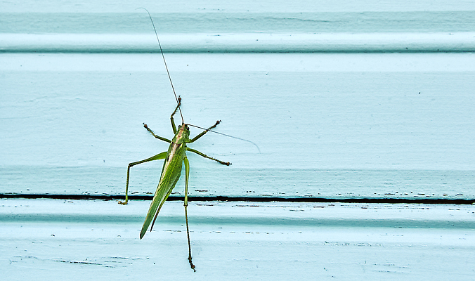 포토 JPG 해외이미지 식물 동물 1 야생동물 음식 컬러 곤충 백그라운드 잎 농업 자연 생물 안테나 사람없음 야외 초록색 컬러풀 뷰티 농장 갈색 머리 정원 일본 점프 공백 성장 흰색 닫기 해충 벌레 숲 작음 묘사 메뚜기 내추럴 고립 동물상 땅바닥 해외202309 해외포토 산업 아시아 통신 모션 바닥 신체부위 조형물 크기 생태계 파일형식