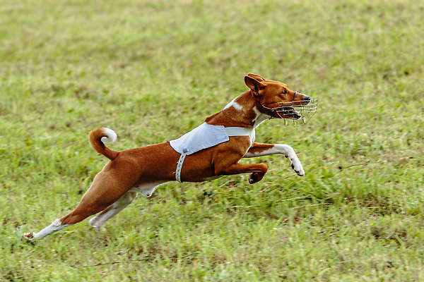 포토 JPG 해외이미지 동물 1 공원 감정 스포츠 밭 모션 놀이 건강 사람없음 야외 초록색 여름 반려동물 달리기 뷰티 걷기 정원 점프 경쟁 에너지 가을 게임 시골 레이싱 잡기 개 유혹 속도 사냥 송곳니 기르기 전력질주 챔피언 순혈 해외202309 해외포토 계절 공공시설 컬러 컨셉 농업 포유류 시합 치아 돌봄 파일형식