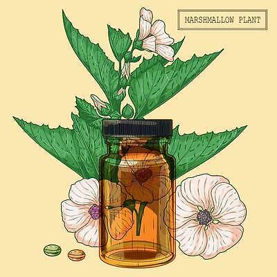 EPS 해외이미지 꽃 일러스트 사람없음 알약 약초 오일 허브 오일병 해외202309 해외일러스트 식물 음식 약 화장품 풀_식물 파일형식 벡터