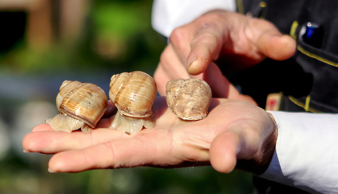 포토 JPG 해외이미지 동물 야생동물 음식 백그라운드 재료 자연 포도 연체동물 무척추동물 안테나 나선형 건강 이끼 사람없음 야외 초록색 컬러풀 농장 갈색 정원 젖음 껍질 숲 작음 큼 땅 속도 유기농 덮기 멸종 느림 내추럴 민달팽이 식용 끈적임 해외202309 해외포토 웰빙 컬러 무늬 농업 과일 통신 모션 크기 생태계 파일형식 달팽이_동물