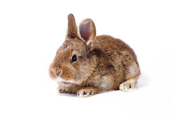 포토 JPG 해외이미지 동물 1 백그라운드 농업 포유류 자연 부활절 털 실내 앉기 사람없음 앞모습 반려동물 뷰티 농장 우주 가축 회색 흰색 아기 토끼 닫기 작음 묘사 만족 싱글 꼬리 귀 슛 솜털 리빙 고립 신앙심 해외202309 해외포토 기념일 감정 산업 뷰포인트 컬러 모션 사람 내부 신체부위 크기 생태계 파일형식