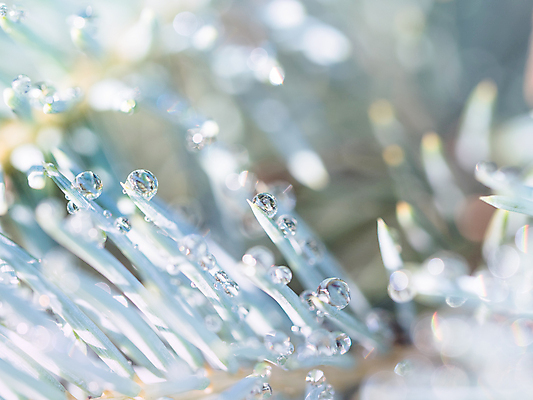 포토 JPG 해외이미지 나무 식물 백그라운드 잎 자연 아침 사람없음 야외 초록색 물 파란색 뷰티 환경 정원 젖음 물방울 나뭇가지 신선 닫기 떨어짐 숲 이슬 보케 전나무 가문비나무 해외202309 해외포토 주간 자연요소 컬러 컨셉 모션 생태계 파일형식