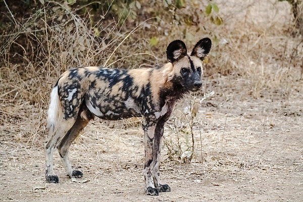 포토 JPG 해외이미지 동물 야생동물 새끼 포유류 아프리카 자연 사람없음 갈색 노란색 검은색 점 화려 그리기 황무지 개 위험 사파리 사냥 사냥개 귀 육식동물 사냥꾼 멸종 케냐 청각 늑대 남쪽 송곳니 동물상 사바나 잠비아 해외202309 해외포토 직업 나라 컬러 컨셉 모션 신체부위 조형물 치아 방향 생태계 파일형식