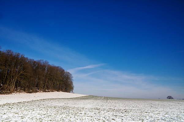 포토 JPG 해외이미지 나무 겨울 자연 하늘 풍경 사람없음 파란색 평화 침묵 추위 오픈 네덜란드 해외202309 해외포토 식물 계절 유럽 컬러 컨셉 소리 생태계 파일형식