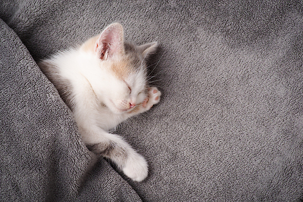 포토 JPG 해외이미지 동물 백그라운드 포장 베개 휴식 수염 주택 털 사랑 사람없음 반려동물 뷰티 고양이 줄무늬 회색 흰색 아기 잠 달콤 작음 담요 모피 낮잠 얼룩무늬 솜털 기르기 순혈 해외202309 해외포토 감정 컬러 컨셉 무늬 포유류 침구 사람 건물 맛 크기 돌봄 파일형식