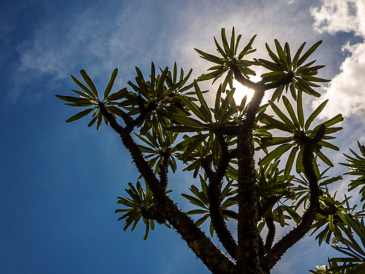 포토 JPG 해외이미지 나무 식물 잎 자연 하늘 선인장 건조 손바닥 사람없음 야외 초록색 여름 파란색 야자수 햇빛 환경 정원 맑음 사막 성장 나뭇가지 못 바늘 가시 큼 척추 원예 질감 날카로움 스파이크 내추럴 다육식물 마다가스카르 해외202309 해외포토 손 계절 컬러 날씨 뼈 취미 태양 도구 공구 크기 생태계 파일형식