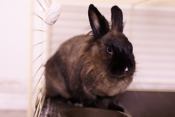 포토 JPG 해외이미지 한마리 포유류 실내 사람없음 반려동물 갈색 토끼 작음 케이지 해외202309 해외포토 반려용품 동물 1 컬러 내부 크기 오브젝트 파일형식