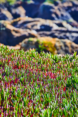 포토 JPG 해외이미지 식물 계절 꽃 밭 농업 하늘 잔디 사람없음 야외 빨간색 초록색 컬러풀 태양 농장 환경 정원 봄 튤립 성장 시골 땅 밀 허브 캘리포니아 내추럴 수평선 해외202309 해외포토 자연요소 산업 컬러 곡류 미국 파일형식
