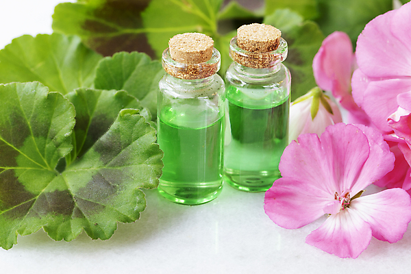 포토 JPG 해외이미지 식물 꽃 분홍색 잎 꽃무늬 건강 사람없음 치료 뷰티 개화 허브 유기농 향기 아로마테라피 테라피 조제 내추럴 염증 제라늄 추출 해외202309 해외포토 웰빙 컬러 무늬 의학 약 질병 냄새 만들기 파일형식