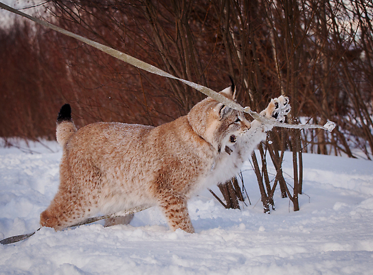포토 JPG 해외이미지 한마리 야생동물 겨울 포유류 사람없음 설원 나뭇가지 눈 치기 스라소니 눈덮임 해외202309 해외포토 자연요소 나무 동물 1 계절 컨셉 모션 날씨 눈_날씨 파일형식