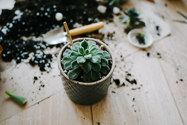 포토 JPG 해외이미지 식물 라이프스타일 꽃 화분 화초 잎 꽃무늬 자연 주택 실내 취미 사람없음 목재 초록색 정원 농사 흙 방 회색 성장 냄비 유기농 원예 내추럴 다육식물 돌봄 땅바닥 생태학 심기 그리너리 해외202309 해외포토 나무 웰빙 교육 컬러 무늬 농업 재료 모션 바닥 내부 건물 생활 솥 생태계 파일형식 트랜드컬러