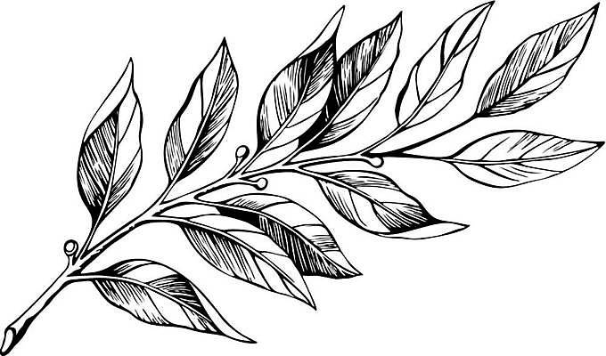 EPS 해외이미지 나무 식물 디자인 음식 컬러 결혼 백그라운드 잎 꽃무늬 일러스트 자연 수채화 프레임 손바닥 장식 초록색 여름 세트 정원 검은색 화환 봄 수확 흰색 나뭇가지 신선 만 양념 화려 그리기 스케치 허브 심볼 그림 유기농 올리브 손그림 내추럴 고립 떠남 엘리먼트 월계수 국경 해외202309 해외일러스트 손 웰빙 계절 열매 꽃 컨셉 무늬 농업 모션 미술 이벤트 생태계 파일형식 벡터