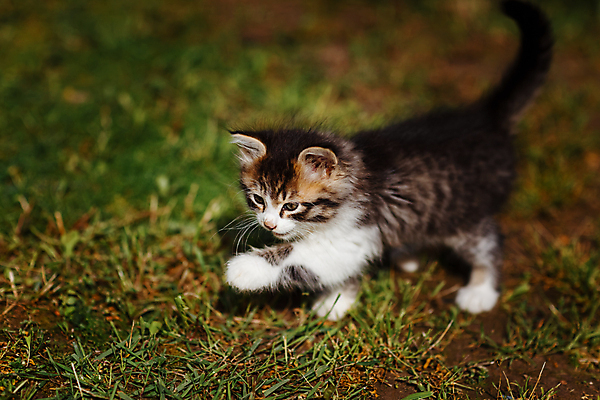 포토 JPG 해외이미지 식물 동물 1 응시 계절 얼굴 백그라운드 밭 포유류 자연 놀이 휴식 털 잔디 사람없음 야외 초록색 파란색 빛 반려동물 뷰티 정원 맑음 고양이 봄 산책 아기 신선 작음 사냥 얼룩무늬 솜털 내추럴 기르기 해외202309 해외포토 시선 컬러 컨셉 무늬 농업 날씨 사람 신체부위 크기 생태계 돌봄 파일형식