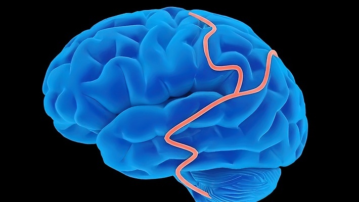 포토 JPG 해외이미지 사람없음 3D 연결 뇌 생물학 신경기관 생명과학 해외202309 해외포토 교육 과학 장기_의학 디지털합성 파일형식