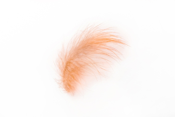 포토 JPG 해외이미지 동물 선 컬러 백그라운드 컨셉 패턴 상상 자연 조류 추상 그림자 사람없음 장식 빛 뷰티 갈색 치킨 꿈 회색 흰색 닫기 매끈함 인도인 수집 순수 깃털 묘사 오브젝트 싱글 질감 비둘기 백조 부드러움 솜털 내추럴 고립 깃털펜 중력 취급주의 해외202309 해외포토 외국인 무늬 모션 경고 동양인 펜 감각 생태계 닭고기요리 파일형식