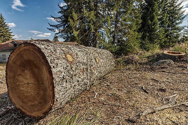 포토 JPG 해외이미지 나무 식물 계절 공원 산업 백그라운드 컨셉 자연 산 건조 사람없음 야외 목재 초록색 뷰티 갈색 환경 봄 나뭇가지 소나무 떨어짐 숲 자르기 묘사 뿌리 내추럴 개발 땅바닥 비버 생태학 수목 옛날 전기톱 톱질 해외202309 해외포토 공공시설 교육 컬러 재료 모션 바닥 생태계 톱 파일형식