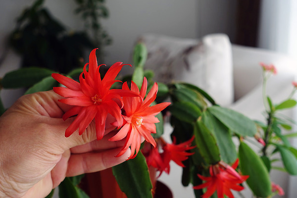 포토 JPG 해외이미지 식물 꽃 분홍색 컬러 잎 크리스마스 겨울 꽃무늬 자연 선인장 사람없음 초록색 벚꽃 개화 분재 다육식물 해외202309 해외포토 나무 계절 기념일 무늬 생태계 파일형식