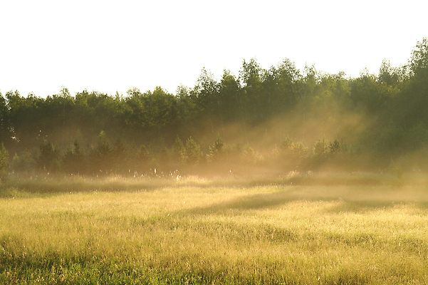 포토 JPG 해외이미지 나무 식물 배너 계절 공원 도로 컬러 백그라운드 잎 오렌지 자연 풍경 사람없음 야외 목재 빨간색 여름 빛 컬러풀 햇빛 태양 뷰티 노란색 환경 봄 가을 흰색 나뭇가지 소나무 황금 숲 러시아 장면 나무껍질 자작나무 내추럴 삼림지대 해외202309 해외포토 자연요소 공공시설 유럽 길 과일 재료 교통시설 껍질 생태계 파일형식
